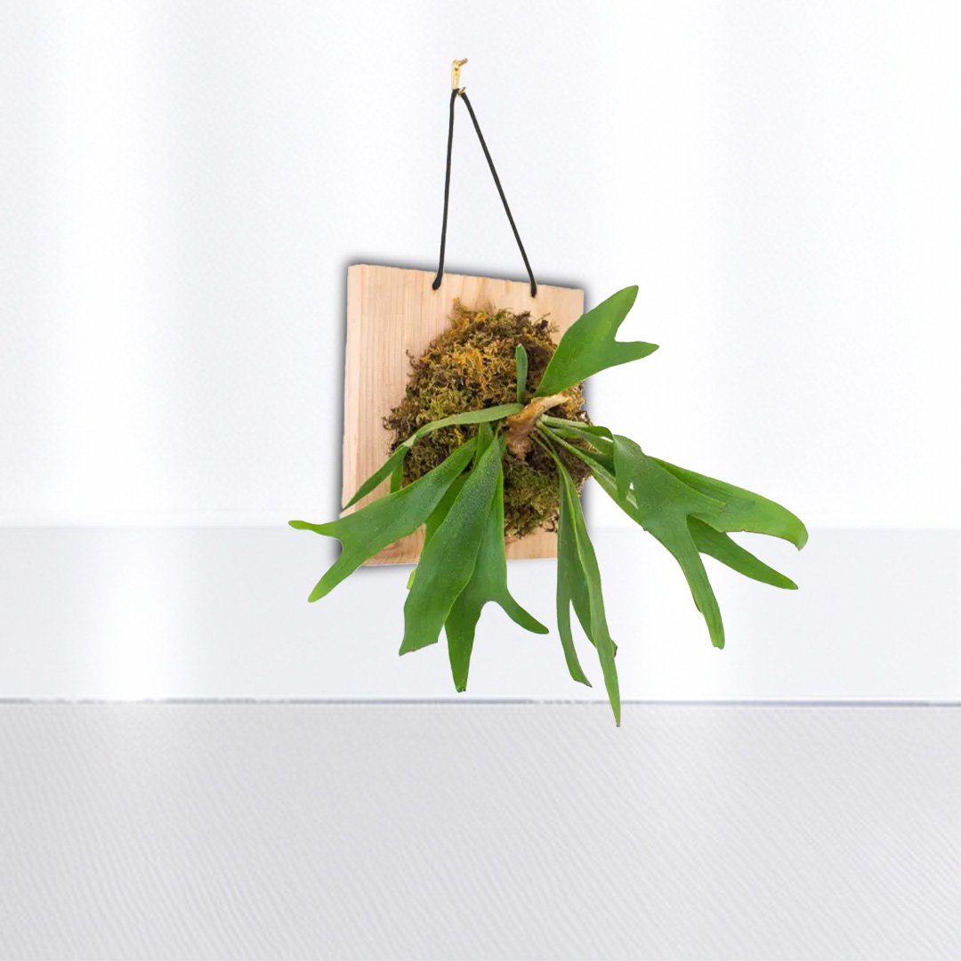 Staghorn Fern